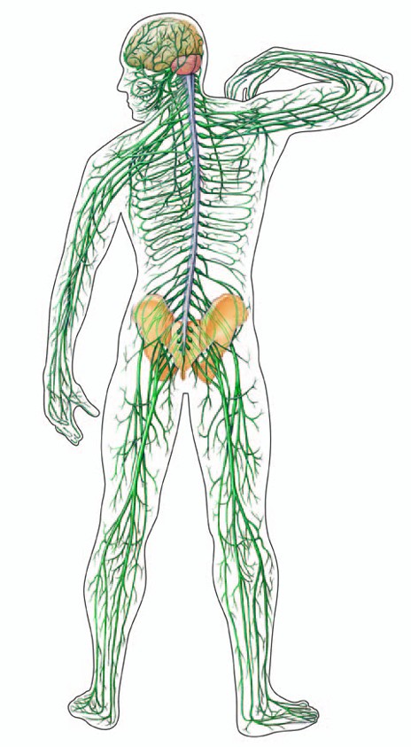 human circulatory system diagram for kids. simple circulatory system
